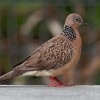 Hrdlicka kropenata - Streptopelia chinensis - Spotted Dove o0089